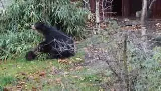 Brilbeer Gladstone & doodhoofdaapjes / Spectacled bear & squirrel monkeys ZOO Antwerp