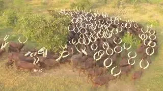 Ankole Cows: A Closer Look at Their Majestic Horns