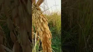 HYBRID DHAN #6640
