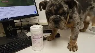 Bulldog tear staining by Dr. Kraemer Vet4Bulldog Bully Specialist