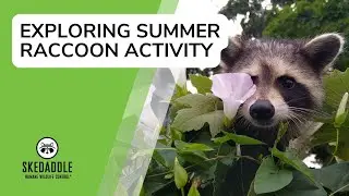 Exploring Summer Raccoon Activity With Skedaddle Humane Wildlife Control