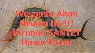Santet Ganas, Kelabang/Lipan Sering Muncul di Rumah, wa 081271340698
