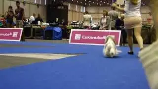 Euro Dog Show 2013 Lhasa Apso