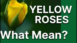 What does yellow roses represent?  Yellow roses what mean?