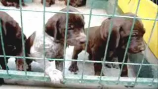 Cachorros Braco aleman caza de tórtolas y perdices en Chile