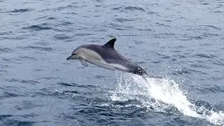 Fin whales and dolphins