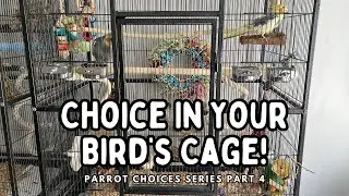Bird Cage Choices - Giving Your Bird Fun Toys In The Cage Environment | TheParrotTeacher