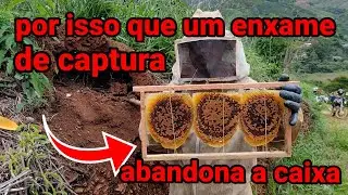 pela desorganização dos favos na hora da captura que o enxame abandona a caixa
