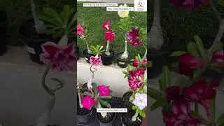 Rare Thailand Imported Adenium Plant Online Sale 🔥 #adenium #plants #flowers #gardening