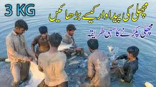 Fish Farming in Pakistan | fish information in urdu |  topic wise grow fish business | to Start Fish