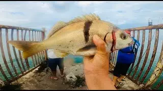 PESCANDO SARGOS EN DOCKWEILER BEACH CA mis primeros ejemplares de esta especie👍👌👍🙏