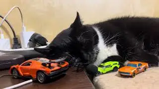 Purring Cat sound for Relaxation. Relax and Purr. Sweet Cat purring 145 Sweet video for relaxation 