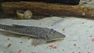 pseudohemiodon laticeps 11/08/2024