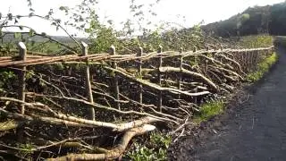Hedgelaying at Wrotham