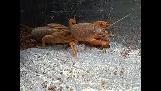 Horticulturalist tells about European MOLE CRICKET and its life cycle [4K]
