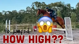 HOW HIGH can my HORSE JUMP? // Thoroughbred High Jump