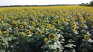 Sunflower Field & Nature Ambience in 4K | Relaxing Scenic Views for Calm & Peace