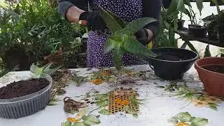 Aloe Maculata Como Plantar  Renovar!!!