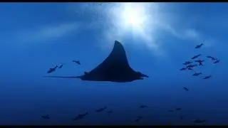 theBlu: Whale Encounter