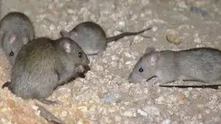 Pest control expert explains the Downtown San Diego rat population 'explosion'