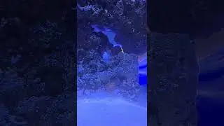 Everywhere getting frags #music #frag #coral #reef #mercan #shortvideo #shorts #short #marine #sea