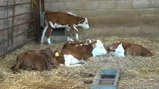 Calves