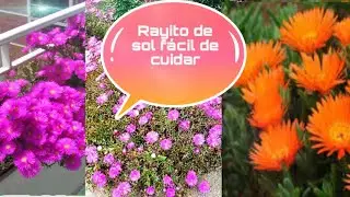 Planta rayito de sol#plantasdesol