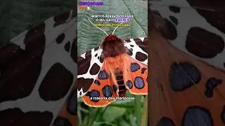 INSETOS PERIGOSOS PARA O SEU GATO PARTE 3 - MARIPOSA