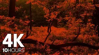 WHISPERS OF THE WOODS | 10 Hours of Red-Tinted Forest Serenity for Better Rest & Calming Night in 4K