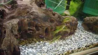 Peru Green Stipe Corydoras
