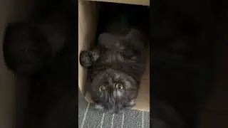 Playtime with Orii