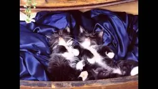 ladda ner musik