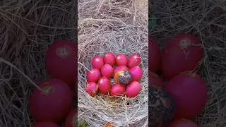 Red egg is very delicious to eat#eggs#shorts#ep11