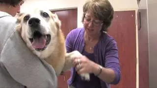 Pfister Animal Hospital Rehabilitation: Canine Rehab Overview