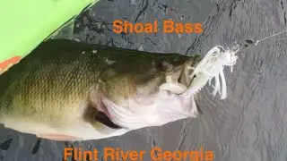 Fall fishing/ kayaking on the FLINT RIVER GEORGIA. Keep having dreams about SHOAL BASS fishing.