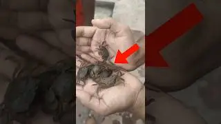 Catching Wild Crabs from River Bank #shorts