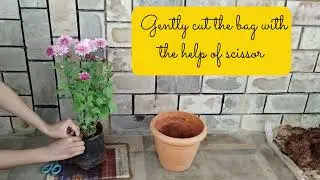 How to Repot Chrysanthemum Plant Correctly #chrysanthemum