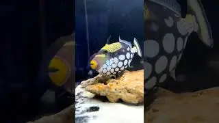 New Marine fish arrivals 🐟