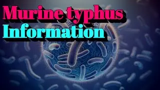 Murine typhus Information (🔬Tier.3 Infectious Disease)