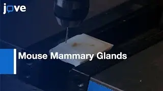 Reconstruction: 3D Histology Volume & Application: Mouse Mammary Glands l Protocol Preview