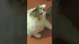 #subscribe #cat #funny #shortvideo #catlover