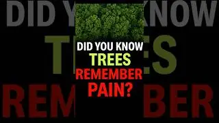 Trees Can Actually Talk And Feel pain