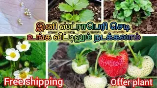 காய்களுடன் கூடிய ஸ்ட்ராபெரி செடிகள் இப்பொழுது கிடைக்கும்#reels#trendy#offer#garden#shorts#home#new 