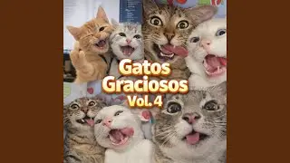 jajajajaja el gato