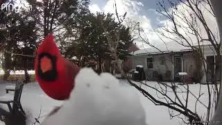 Hey Creeper, Fill The Feeder