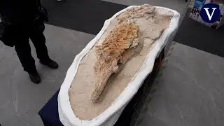 Exhiben en Per&uacute; un f&oacute;sil casi intacto de un &ldquo;delf&iacute;n&rdquo; prehist&oacute;rico de 12 millones de a&ntilde;os