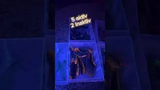 PERL-Plex UV aktiv?