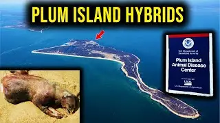 Plum Island Mysteries CONNECTED to the Book of Giants, Enoch, and Jasher?