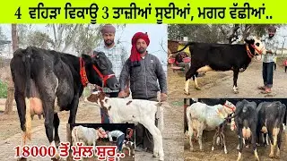 ਅਕਾਸ਼ ਕਮਾਲਪੁਰ ਕੋਲ 3 ਵਹਿੜਾ ਤਾਜ਼ੀਆਂ ਸੂਈਆਂ ਮਗਰ ਵੱਛੀਆਂ/ ਇਕ ਗੱਬਣ 18000 ਵਿੱਚ/ ਤਰਨਤਾਰਨ 