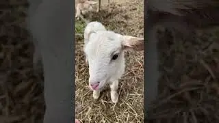 Meet Nutmeg! 🤍 #katahdin #lambs #lamb #babyanimals #cutebabyanimals #newborn #farmlife #smallfarm